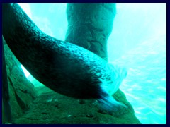 L'Oceanogràfic Oceanarium 060